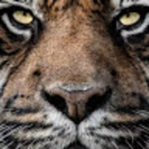 Meet your Posher, Ty